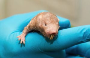 Secret To Longevity Naked Mole Rats Research Urmc University Of