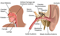 Ear Nose And Throat Facts Health Encyclopedia University Of