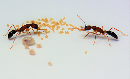 Photo of ants