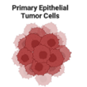 Mechanistic Study of UNC5B in pancreatic ductal adenocarcinoma (PDAC)