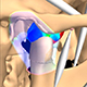 Temporomandibular Joint