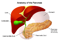 Pancreas: Anatomy and Functions - Health Encyclopedia - University of ...