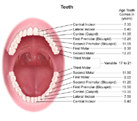 Anatomy and Development of the Mouth and Teeth - Health Encyclopedia