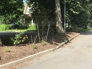 Bellevue Landscaping