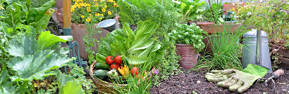 Grow Food for Fun and Savings