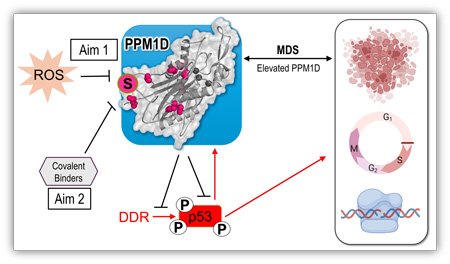 Illustration of Kielkopf MDS research